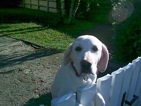 labrador blanc